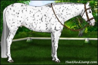 Horse Color:Black Appaloosa Rabicano 
