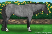 Horse Color:Blue Roan Rabicano 