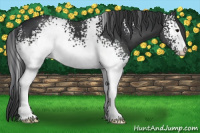 Horse Color:White Spotted Black