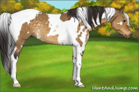 Horse Color:White Spotted Buckskin Dun Tobiano 