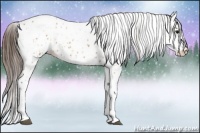 Horse Color:Bay Splash Tobiano Leopard  and Bay Splash Tobiano Leopard Rabicano 