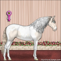 Horse Color:Perlino Roan Tobiano