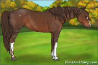 Horse Color:Liver Chestnut 