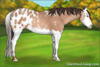Horse Color:Sable Champagne Splash Appaloosa 