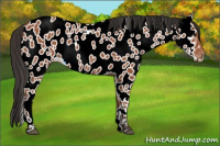 Horse Color:Bay Sabino Appaloosa 