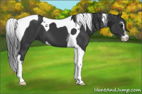 Horse Color:Black Sabino Tobiano 