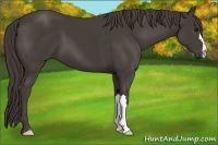 Horse Color:Smoky Black 