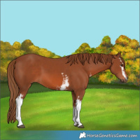 Horse Color:White Spotted Chestnut 