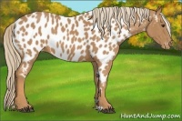 Horse Color:Chestnut Appaloosa 