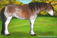 Horse Color:White Spotted Bay 