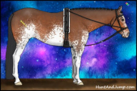 Horse Color:White Spotted Bay