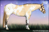 Horse Color:White Spotted Buckskin Dun Appaloosa