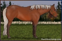 Horse Color:Silver Bay 