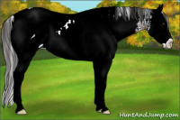 Horse Color:White Spotted Brown Dun Splash Appaloosa 