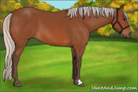 Horse Color:Silver Bay