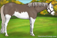 Horse Color:Silver Black Splash
