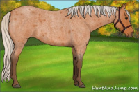 Horse Color:Silver Bay Roan
