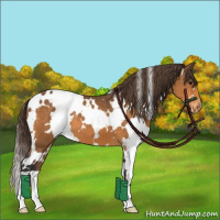 Horse Color:White Spotted Buckskin Appaloosa 