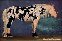 Horse Color:Watercolor White Spotted Chocolate Palomino Dun Appaloosa 