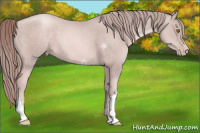 Horse Color:Platinum Gold Champagne 