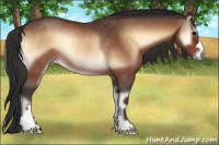 Horse Color:Bay Onyx Rabicano 