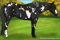 Horse Color:White Spotted Midnight Grullo 