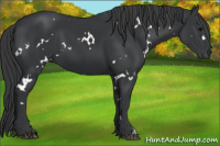 Horse Color:White Spotted Black 