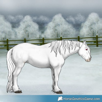 Horse Color:White Spotted Liver Chestnut Chinchilla Ice Sabino 