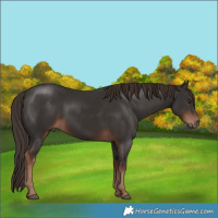 Horse Color:Liver Chestnut 