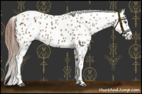 Horse Color:Chestnut Appaloosa