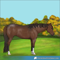 Horse Color:Liver Chestnut 