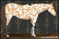 Horse Color:Buckskin Near Leopard 