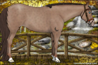 Horse Color:Classic Champagne Roan