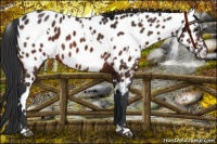Horse Color:White Spotted Brown Appaloosa 