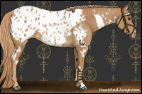 Horse Color:White Spotted Chestnut Appaloosa 
