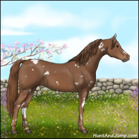 Horse Color:White Spotted Chestnut 