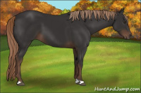 Horse Color:Liver Chestnut