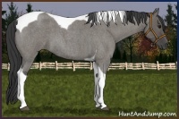 Horse Color:Grullo Roan Tobiano