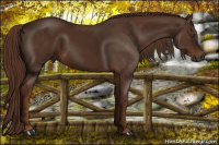 Horse Color:Gray Chestnut 