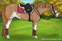 Horse Color:Chestnut Sabino 