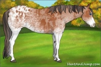 Horse Color:White Spotted Bay Splash and White Spotted Bay Splash Appaloosa