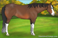 Horse Color:Bay Splash 