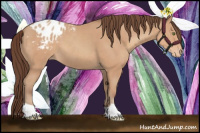 Horse Color:Amber Champagne Appaloosa 