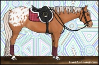 Horse Color:Silver Bay Appaloosa 
