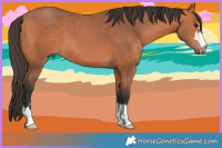 Horse Color:Bay 