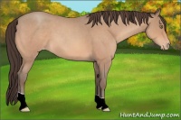 Horse Color:Sable Champagne Roan Appaloosa