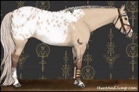 Horse Color:Silver Brown Dun Sabino Frame Appaloosa Rabicano 