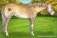Horse Color:Palomino Roan Onyx Rabicano