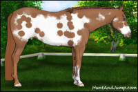 Horse Color:Chestnut Frame 