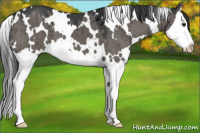 Horse Color:White Spotted Grullo Splash Brindle 